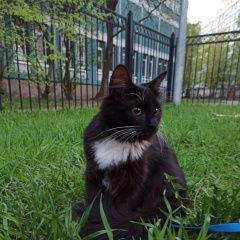 Подробнее об объявлении «Пропал кот тиша Санкт-Петербург» Фото: пропала кошка  «Пропал кот тиша Санкт-Петербург» в г. Санкт-Петербург