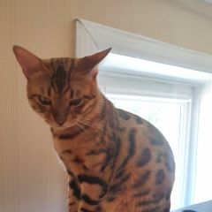 Подробнее об объявлении «Пропал кот бенгальский кот Энгельс» Фото: пропала кошка Бенгальская кошка «Пропал кот бенгальский кот Энгельс» в г. Энгельс