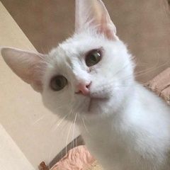 Подробнее об объявлении «Москва Пропала кошка белая кошка можайский район моск» Фото: пропала кошка  «Москва Пропала кошка белая кошка можайский...» в г. Москва