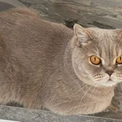 Подробнее об объявлении «Пропала кошка Тюмень» Фото: пропала кошка Британская короткошерстная кошка «Пропала кошка Тюмень» в г. Тюмень