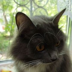 Подробнее об объявлении «Пропал кот Щелково» Фото: пропала кошка Сибирская кошка «Пропал кот Щелково» в г. Щелково