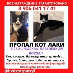 Подробнее об объявлении «Москва Пропал кот чёрно-белый кот» Фото: пропала кошка  «Москва Пропал кот чёрно-белый кот» в г. Москва