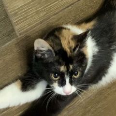Подробнее об объявлении «Пропала кошка зовут мося Тверь» Фото: пропала кошка  «Пропала кошка зовут мося Тверь» в г. Тверь