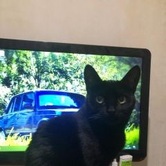 Подробнее об объявлении «Пропала кошка Санкт-Петербург» Фото: пропала кошка  «Пропала кошка Санкт-Петербург» в г. Санкт-Петербург