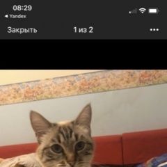 Подробнее об объявлении «Пропала кошка ушла 12.07 и не вернулась. г Королев» Фото: пропала кошка  «Пропала кошка ушла 12.07 и не вернулась. г Королев» в г. Королев