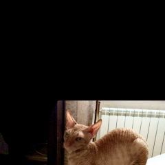 Подробнее об объявлении «Пропала кошка порода корниш рекс. кличка - гуся Балаклава» Фото: пропала кошка Корниш-рекс «Пропала кошка порода корниш рекс. кличка - гуся...» в г. Балаклава