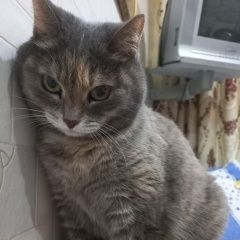 Подробнее об объявлении «Нижний Новгород Пропала кошка» Фото: пропала кошка  «Нижний Новгород Пропала кошка» в г. Нижний Новгород