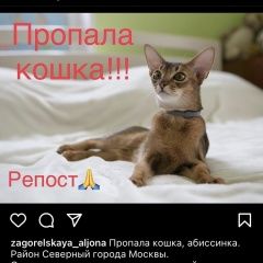 Подробнее об объявлении «Пропала кошка помогите пожалуйста. Москва» Фото: пропала кошка Абиссинская кошка «Пропала кошка помогите пожалуйста. Москва» в г. Москва