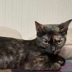 Подробнее об объявлении «Пропала кошка Новосибирск» Фото: пропала кошка  «Пропала кошка Новосибирск» в г. Новосибирск