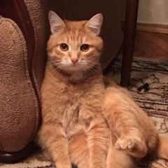 Подробнее об объявлении «Пропал кот Орехово-Зуево» Фото: пропала кошка  «Пропал кот Орехово-Зуево» в г. Орехово-Зуево
