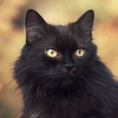 Подробнее об объявлении «Тула Пропала кошка пуша» Фото: пропала кошка  «Тула Пропала кошка пуша» в г. Тула