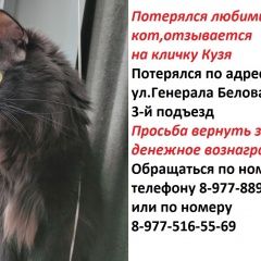 Подробнее об объявлении «Пропал кот помогите найти кота Москва» Фото: пропала кошка  «Пропал кот помогите найти кота Москва» в г. Москва