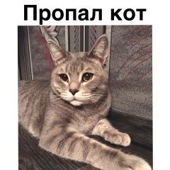 Подробнее об объявлении «Астрахань Пропал кот на свободном вышел из калитки и» Фото: пропала кошка  «Астрахань Пропал кот на свободном вышел из...» в г. Астрахань