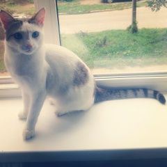 Подробнее об объявлении «Пропал кот, белый, серые уши, хвост. Чебоксары» Фото: пропала кошка Тайская кошка «Пропал кот, белый, серые уши, хвост. Чебоксары» в г. Чебоксары