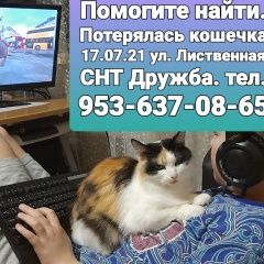 Подробнее об объявлении «Пропала кошка Саратов» Фото: пропала кошка  «Пропала кошка Саратов» в г. Саратов