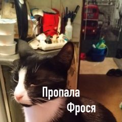 Подробнее об объявлении «Пропала кошка фрося Санкт-Петербург» Фото: пропала кошка  «Пропала кошка фрося Санкт-Петербург» в г. Санкт-Петербург
