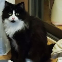 Подробнее об объявлении «Пропал кот Химки» Фото: пропала кошка  «Пропал кот Химки» в г. Химки