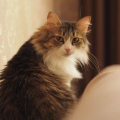 Подробнее об объявлении «Пропала кошка Ярославль» Фото: пропала кошка  «Пропала кошка Ярославль» в г. Ярославль