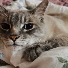 Подробнее об объявлении «Пропал кот Владивосток» Фото: пропала кошка Тайская кошка «Пропал кот Владивосток» в г. Владивосток