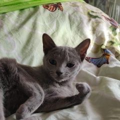 Подробнее об объявлении «Пропала кошка Москва» Фото: пропала кошка  «Пропала кошка Москва» в г. Москва