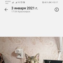 Подробнее об объявлении «Пропал кот Красноярск» Фото: пропала кошка  «Пропал кот Красноярск» в г. Красноярск