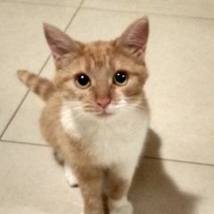 Подробнее об объявлении «Пропала кошка рыжая кошка с гладкой шерстью Реутов» Фото: пропала кошка  «Пропала кошка рыжая кошка с гладкой шерстью Реутов» в г. Реутов