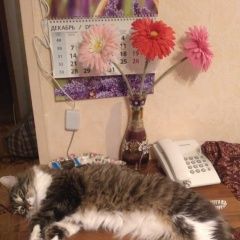 Подробнее об объявлении «Пропал кот Троицк» Фото: пропала кошка  «Пропал кот Троицк» в г. Троицк