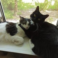 Подробнее об объявлении «Пропал кот Можайск» Фото: пропала кошка  «Пропал кот Можайск» в г. Можайск