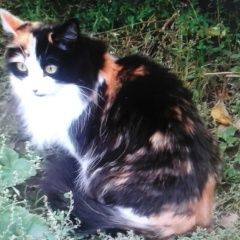 Подробнее об объявлении «Пропала кошка Томск» Фото: пропала кошка  «Пропала кошка Томск» в г. Томск