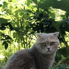 Подробнее об объявлении «Пропала кошка Москва» Фото: пропала кошка Французский мастиф «Пропала кошка Москва» в г. Москва