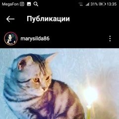 Подробнее об объявлении «Астрахань Пропала кошка» Фото: пропала кошка  «Астрахань Пропала кошка» в г. Астрахань