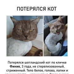 Подробнее об объявлении «Пропал кот, вознаграждение Новороссийск» Фото: пропала кошка Скоттиш страйт (шотландская прямоухая) «Пропал кот, вознаграждение Новороссийск» в г. Новороссийск