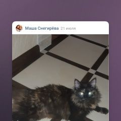 Подробнее об объявлении «Курск Пропала кошка филя» Фото: пропала кошка  «Курск Пропала кошка филя» в г. Курск