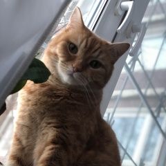 Подробнее об объявлении «Пропал кот Москва» Фото: пропала кошка  «Пропал кот Москва» в г. Москва