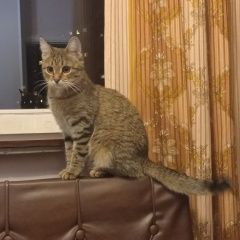 Подробнее об объявлении «Пропала кошка зайка Москва» Фото: пропала кошка  «Пропала кошка зайка Москва» в г. Москва