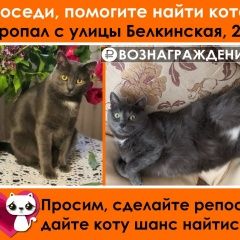 Подробнее об объявлении «Обнинск Пропал кот» Фото: пропала кошка Русская голубая кошка «Обнинск Пропал кот» в г. Обнинск