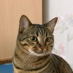 Подробнее об объявлении «Пропал кот тигрового окраса Москва» Фото: пропала кошка  «Пропал кот тигрового окраса Москва» в г. Москва