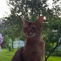 Подробнее об объявлении «Пропала кошка абиссинка Москва» Фото: пропала кошка  «Пропала кошка абиссинка Москва» в г. Москва