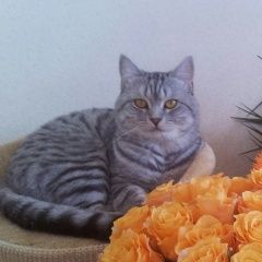 Подробнее об объявлении «Пропал кот снежок Самара» Фото: пропала кошка Скоттиш страйт (шотландская прямоухая) «Пропал кот снежок Самара» в г. Самара