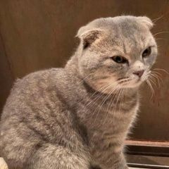 Подробнее об объявлении «Пропал кот порода вислоухий шатланец Сочи» Фото: пропала кошка  «Пропал кот порода вислоухий шатланец Сочи» в г. Сочи