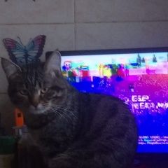 Подробнее об объявлении «Пропала кошка кот Снежинск (Челябинская обл.)» Фото: пропала кошка  «Пропала кошка кот Снежинск (Челябинская обл.)» в г. Снежинск (Челябинская обл.)