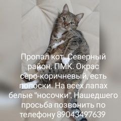 Подробнее об объявлении «Пропал кот (кот) Таганрог» Фото: пропала кошка  «Пропал кот (кот) Таганрог» в г. Таганрог