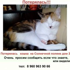 Подробнее об объявлении «Пропала кошка в ноябре зимой 2018 Барнаул» Фото: пропала кошка  «Пропала кошка в ноябре зимой 2018 Барнаул» в г. Барнаул