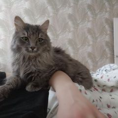 Подробнее об объявлении «Пропал кот в пгт нижняя мактама Альметьевск» Фото: пропала кошка  «Пропал кот в пгт нижняя мактама Альметьевск» в г. Альметьевск
