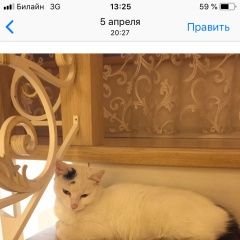 Подробнее об объявлении «Пропала кошка на въезде в п. федоровское из машины с. Павловск (Ленинградская обл.)» Фото: пропала кошка  «Пропала кошка на въезде в п. федоровское из...» в г. Павловск (Ленинградская обл.)