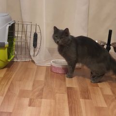 Подробнее об объявлении «Пропала кошка Балашиха» Фото: пропала кошка  «Пропала кошка Балашиха» в г. Балашиха