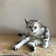 Подробнее об объявлении «Пропала кошка в п. матвеевка, снт волна 18 июля 2021 Новосибирск» Фото: пропала кошка Британская короткошерстная кошка «Пропала кошка в п. матвеевка, снт волна 18 июля...» в г. Новосибирск