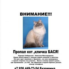 Подробнее об объявлении «Пропал кот Балашиха» Фото: пропала кошка Невская маскарадная «Пропал кот Балашиха» в г. Балашиха