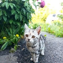 Подробнее об объявлении «Пропала кошка Курск» Фото: пропала кошка  «Пропала кошка Курск» в г. Курск