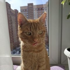 Подробнее об объявлении «Пропал кот рыжий, стриженный Балашиха» Фото: пропала кошка  «Пропал кот рыжий, стриженный Балашиха» в г. Балашиха